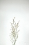 Picture of SIMPLE STEMS V