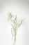 Picture of SIMPLE STEMS VII