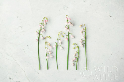 Picture of MAY BELL BLOOMS