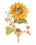 Picture of FLOURSACK AUTUMN I ON WHITE