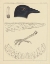 Picture of BIRD PRINTS I