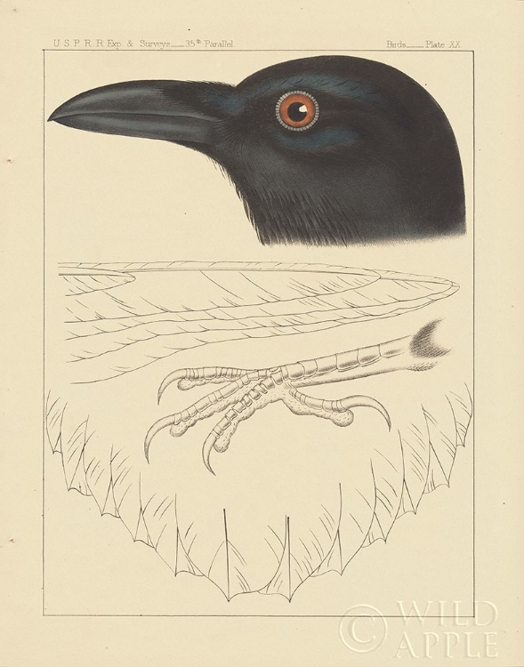 Picture of BIRD PRINTS II