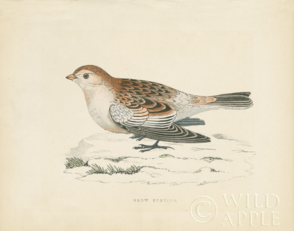 Picture of SNOW BUNTING PRINT