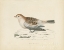Picture of SNOW BUNTING PRINT