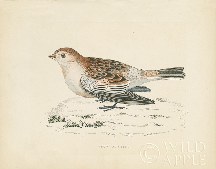 Picture of SNOW BUNTING PRINT