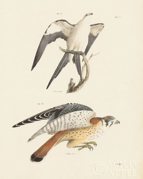 Picture of BIRDS OF PREY I