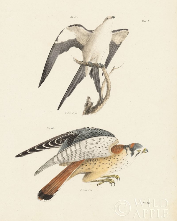 Picture of BIRDS OF PREY I