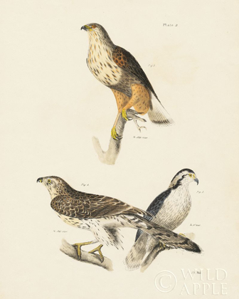 Picture of BIRDS OF PREY II