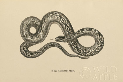 Picture of VINTAGE BOA CONSTRICTOR