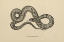 Picture of VINTAGE BOA CONSTRICTOR