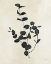 Picture of BOTANICAL STUDY II