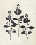 Picture of BOTANICAL STUDY IV