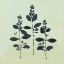 Picture of BOTANICAL STUDY IV SAGE