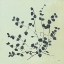 Picture of BOTANICAL STUDY VII SAGE