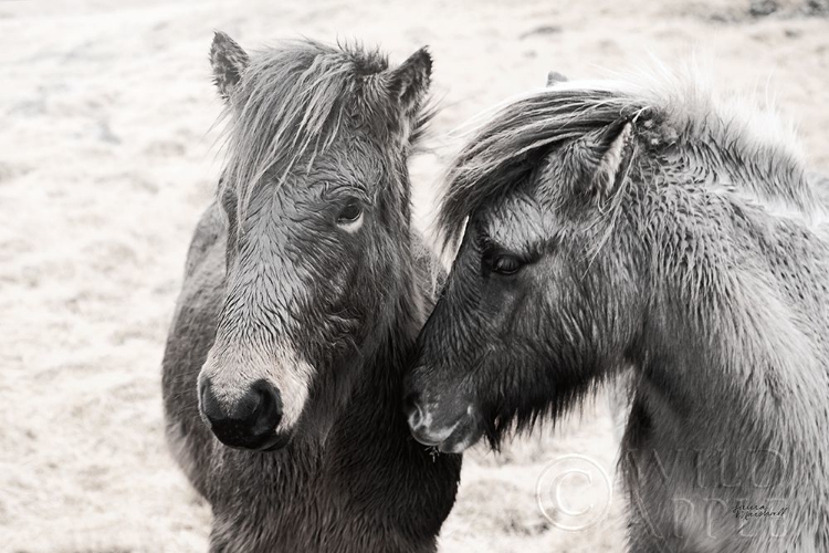 Picture of BJARNI AND IMIR II BW