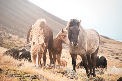 Picture of HORSES OF HOFN I