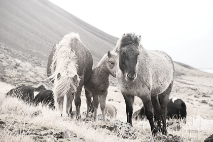 Picture of HORSES OF HOFN I BW