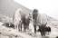 Picture of HORSES OF HOFN I BW