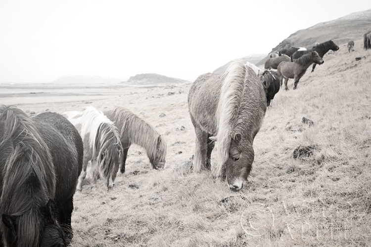 Picture of HORSES OF HOFN II BW