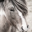 Picture of ELSKA III BW