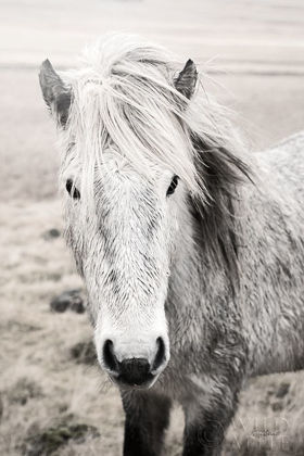 Picture of HEIDA II BW