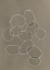 Picture of INTERSECT BROWN