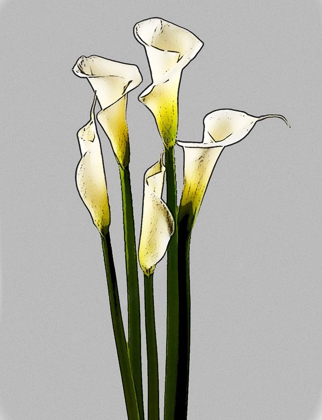 Picture of CALLA 