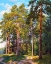 Picture of SHIP PINES