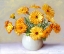 Picture of CALENDULA FLOWERS