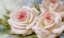 Picture of WHITE AND PINK ROSES 2