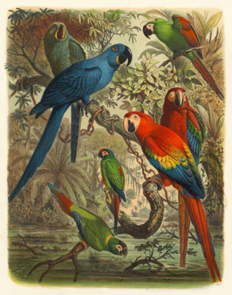 Picture of CASSEL TROPICAL BIRDS III