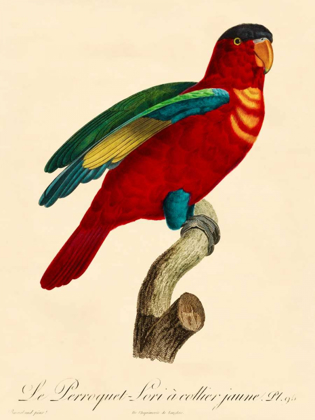 Picture of BARRABAND PARROT, PL 95