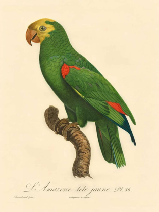 Picture of BARRABAND PARROT, PL 86