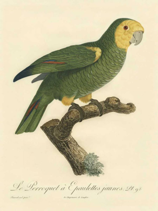 Picture of BARRABAND PARROT, PL 98