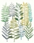 Picture of WATERCOLOR BOTANY I