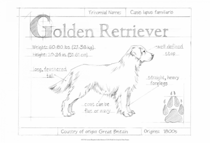 Picture of CUSTOM BLUEPRINT GOLDEN RETRIEVER