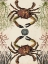 Picture of ANTIQUARIAN MENAGERIE - CRAB