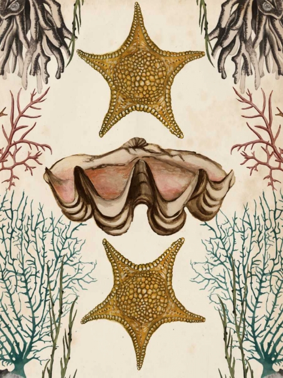 Picture of ANTIQUARIAN MENAGERIE - STARFISH