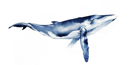Picture of WHALE PORTRAIT I