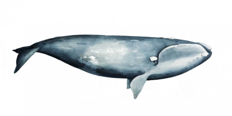 Picture of WHALE PORTRAIT III