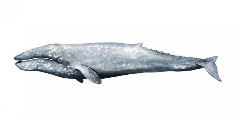 Picture of WHALE PORTRAIT IV