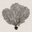 Picture of SHADOW SEA FAN I