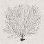 Picture of SHADOW SEA FAN II