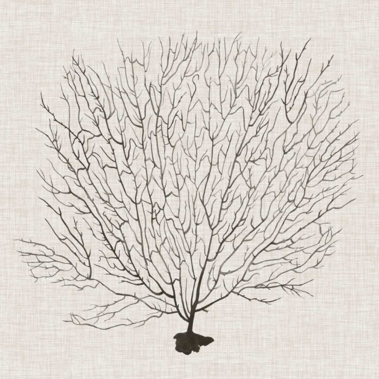 Picture of SHADOW SEA FAN II