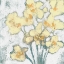 Picture of BUTTERCUPS II