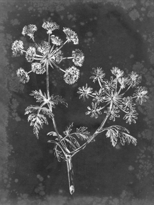 Picture of SLATE FLORAL I