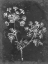 Picture of SLATE FLORAL I