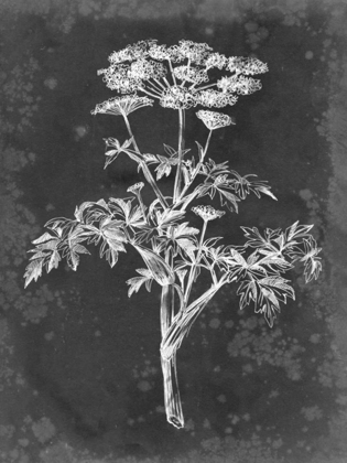 Picture of SLATE FLORAL II