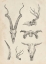 Picture of SKULL AND ANTLER STUDY I