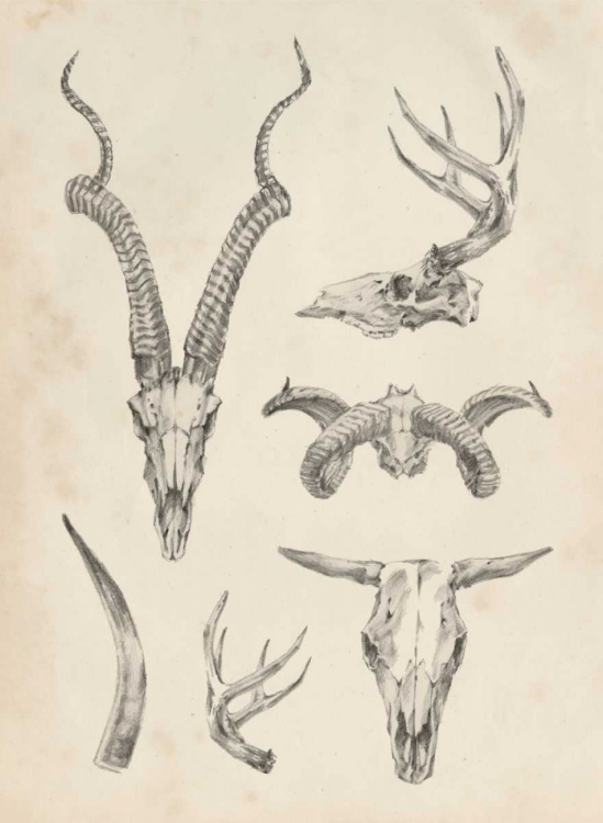 Picture of SKULL AND ANTLER STUDY I